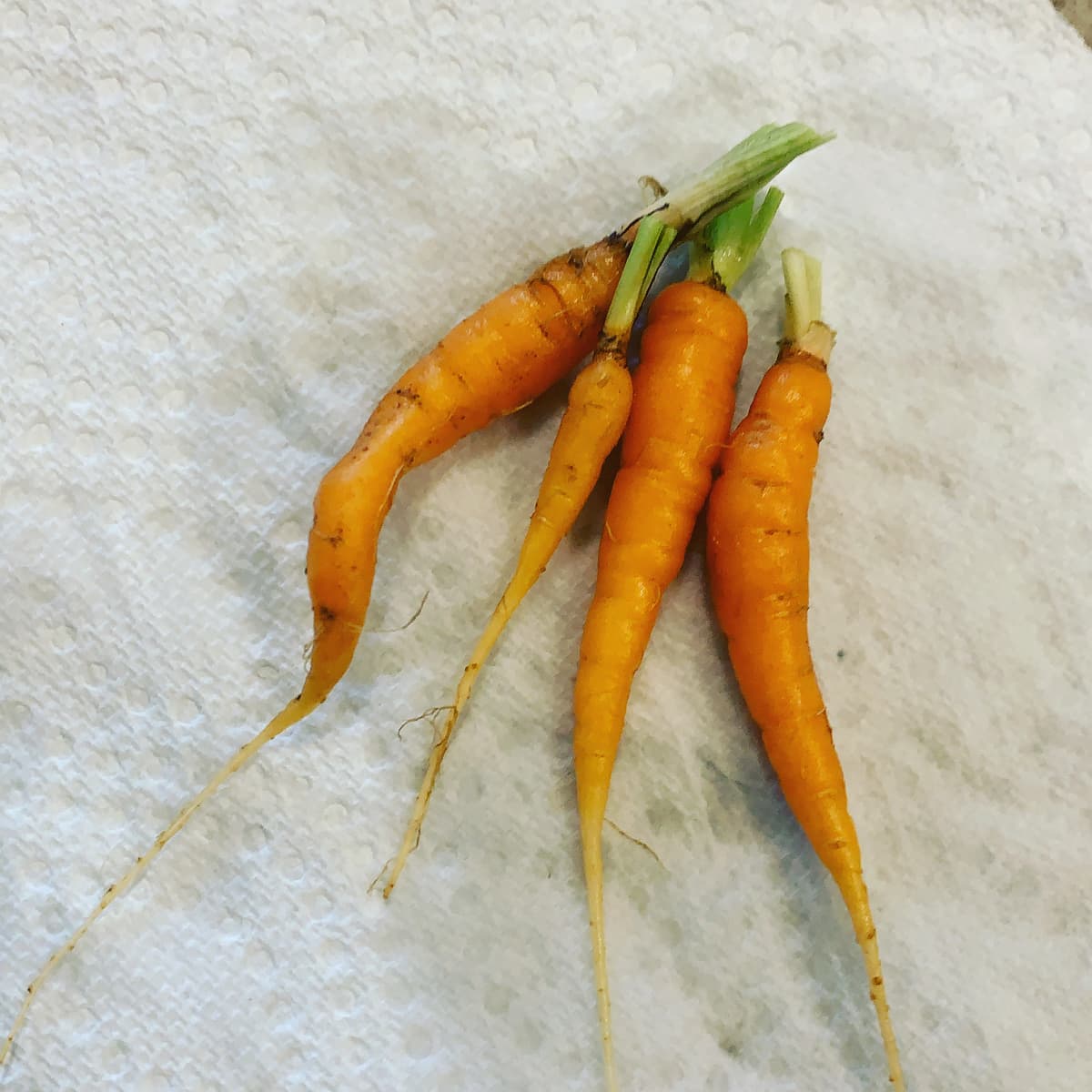 Succulent grilled shrimp with herbs and lemon